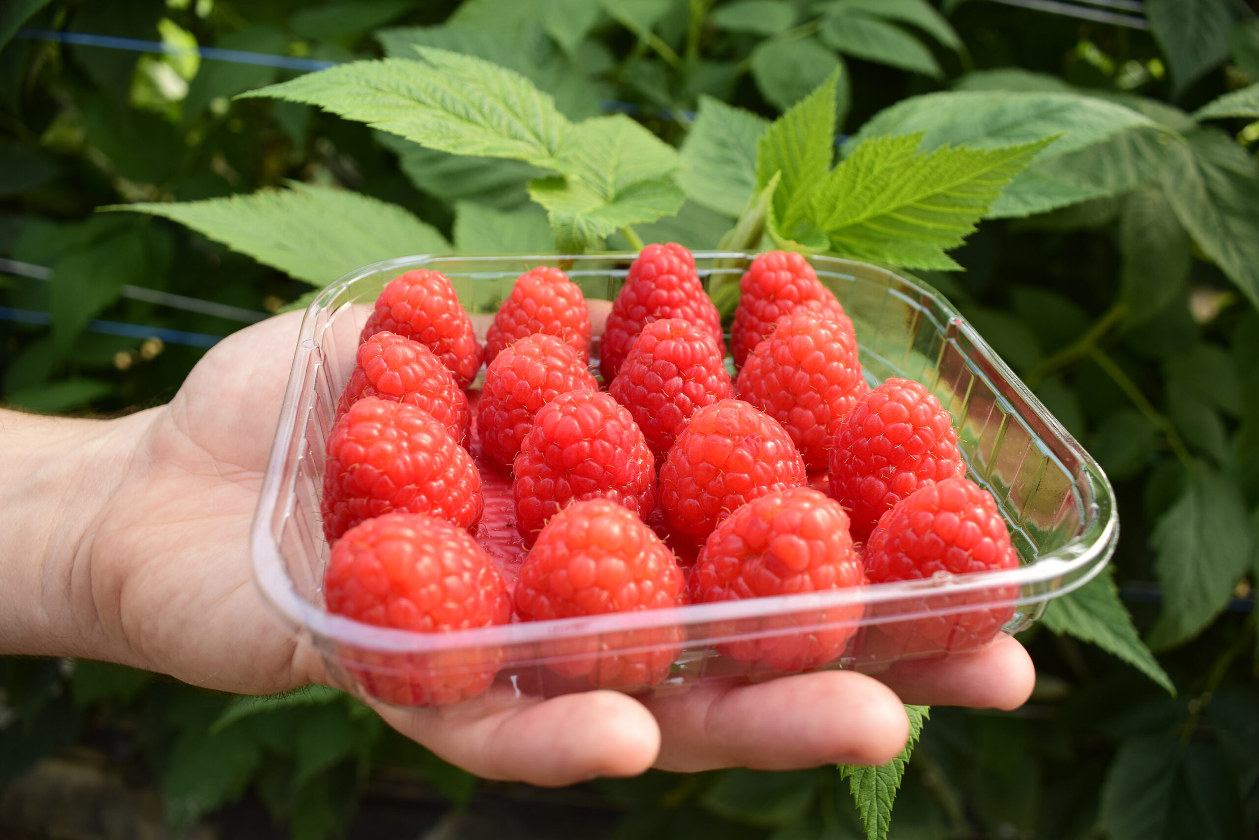 Fresh dessert fruit - raspberry in a plastic punnet