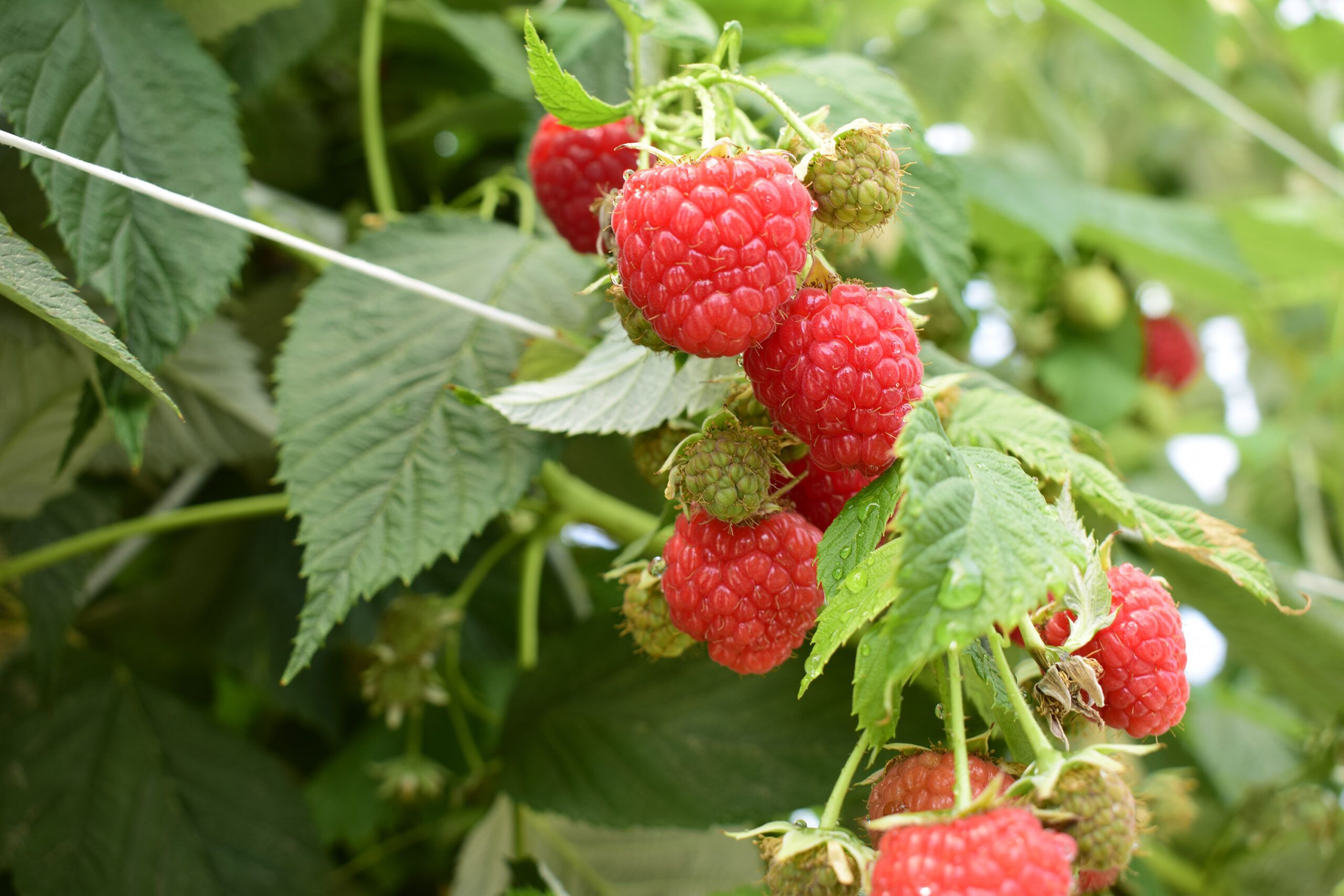 Ripe raspberries ready to be harvested