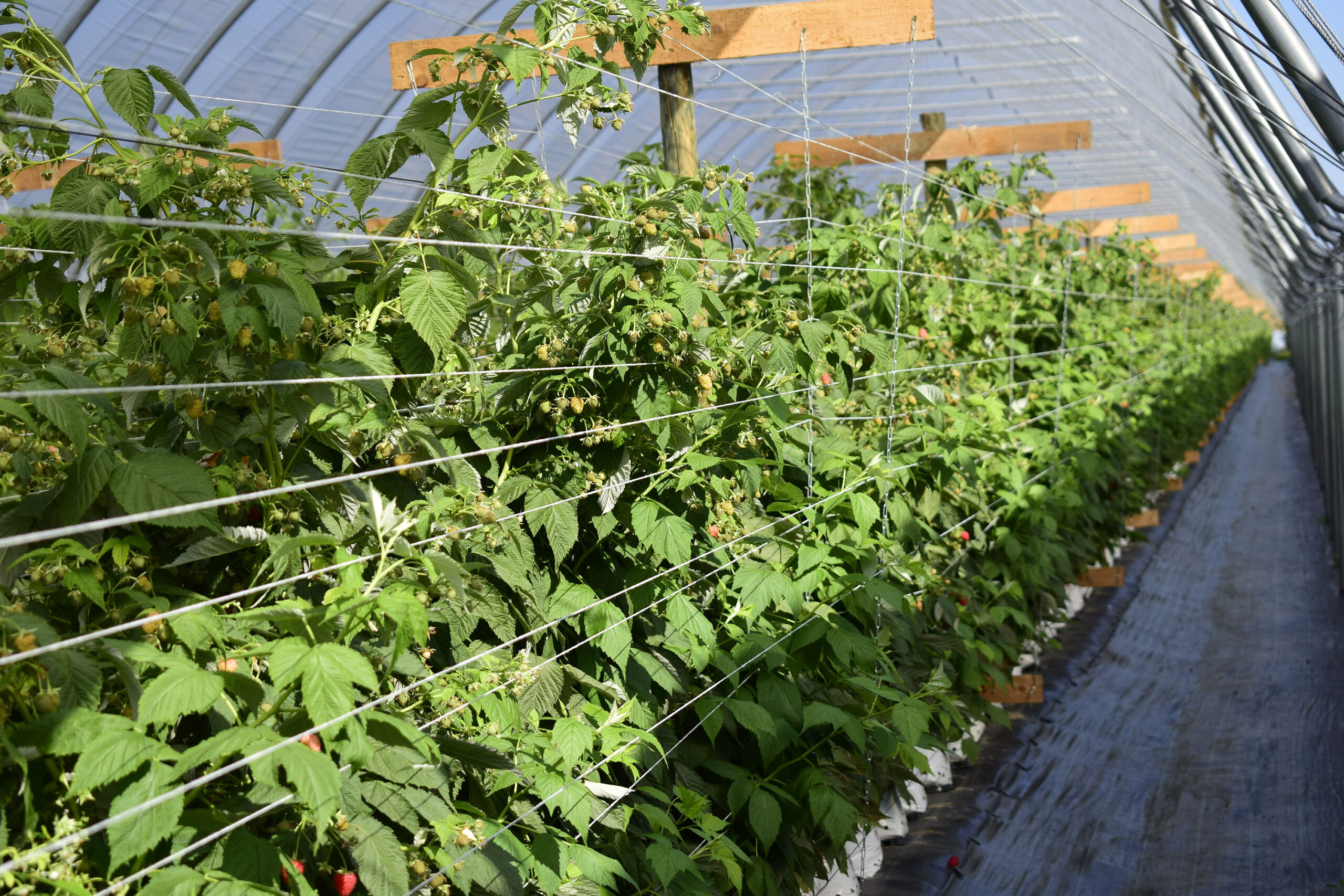Raspberry bushes with support in tunnels
