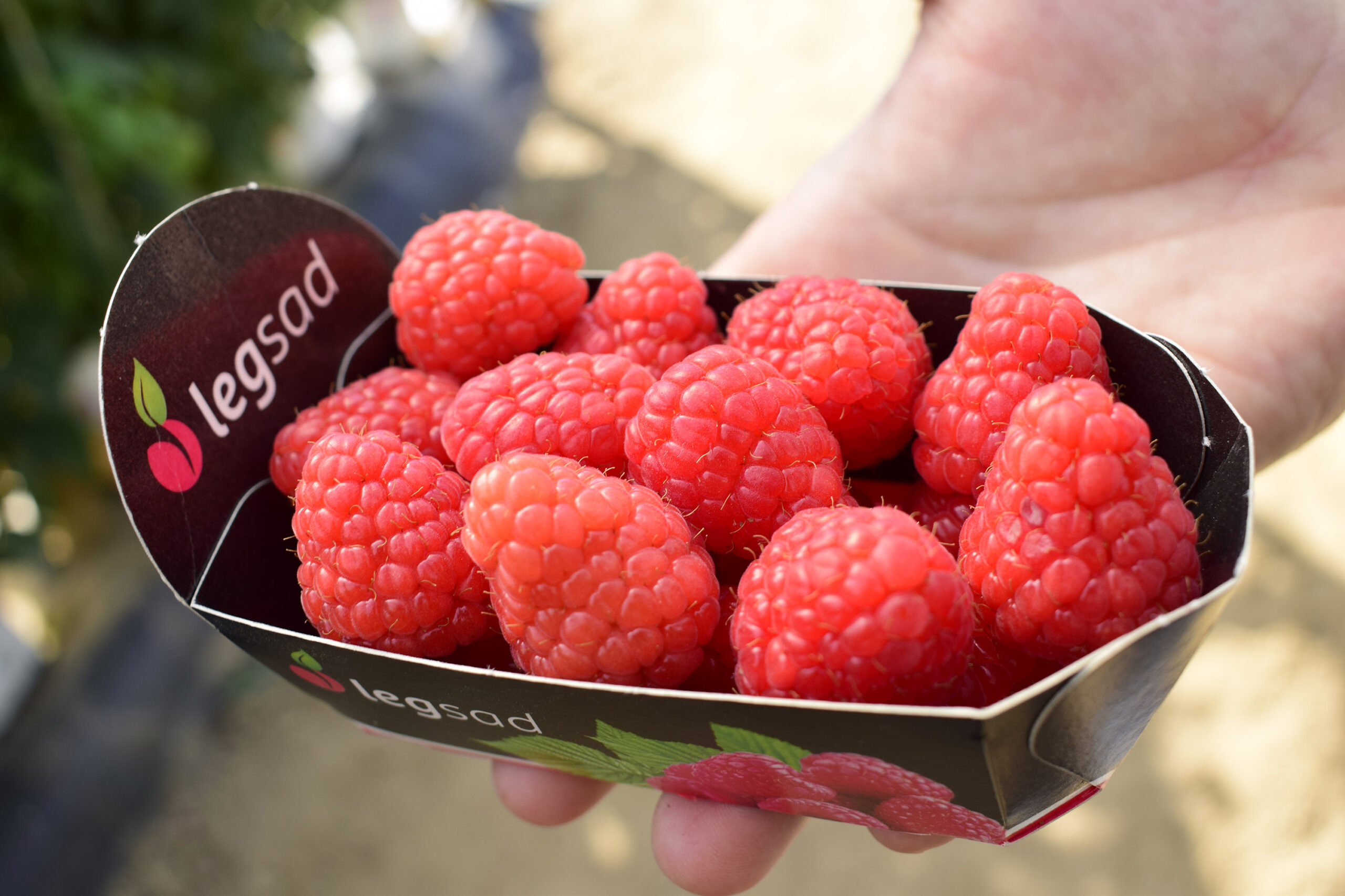 Fresh raspberries in a paper Legsad punnet