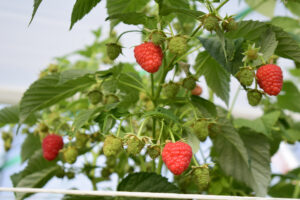 The highest quality raspberries getting ripe in a tunnel