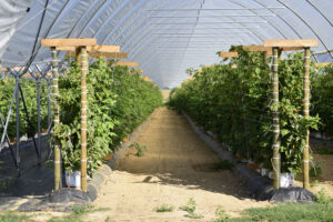 Raspberry tunnel - appropriate conditions guarantee high quality of the fruit