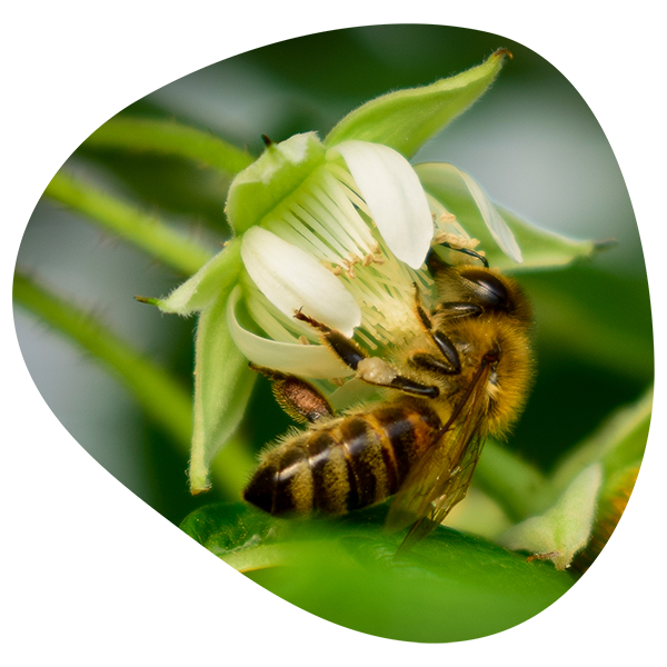 Pszczoła na kwiecie maliny